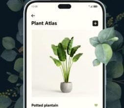 Essential Tips for Eye Protection When Using a Smartphone